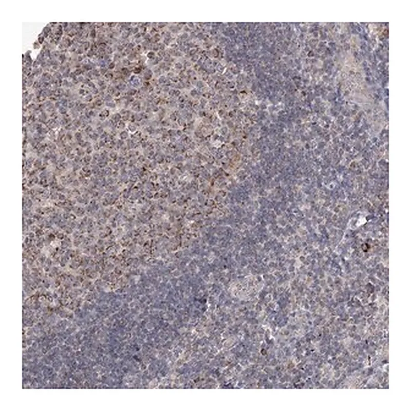 Merck Anti-MRPL44 antibody produced in rabbit
