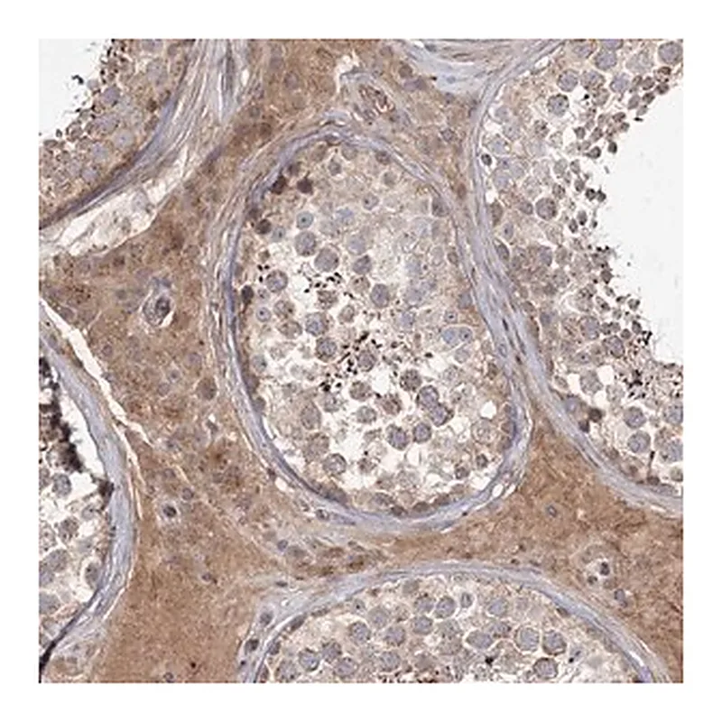 Merck Anti-KIAA0825 antibody produced in rabbit