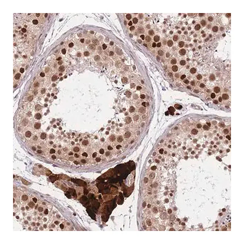 Merck Anti-ERCC2 antibody produced in rabbit