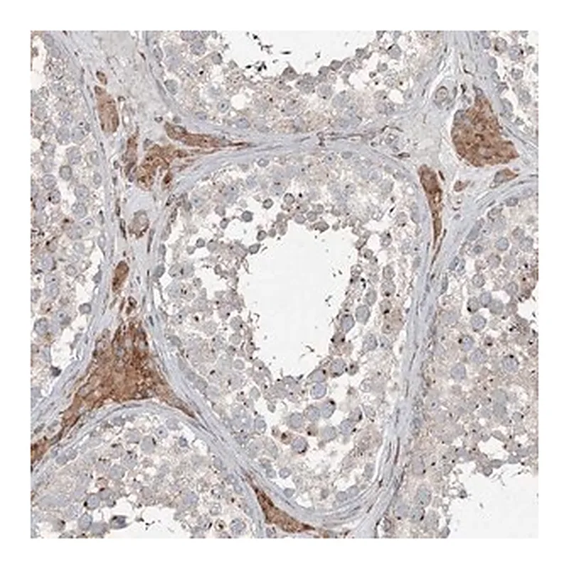 Merck Anti-RASSF8 antibody produced in rabbit
