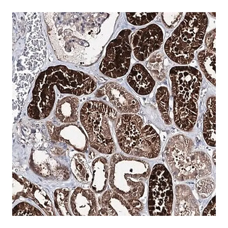 Merck Anti-PTER antibody produced in rabbit