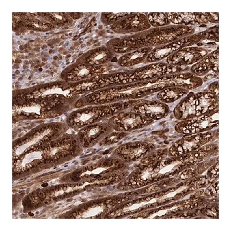 Merck Anti-CARD19 antibody produced in rabbit
