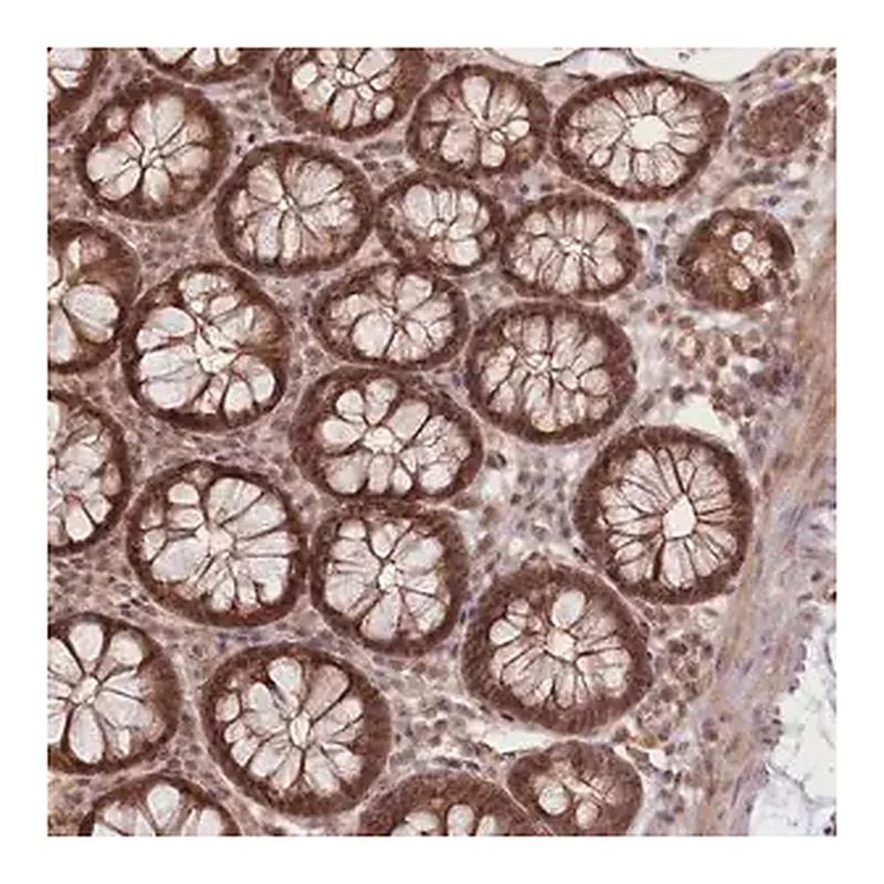 Merck Anti-R3HDM2 antibody produced in rabbit