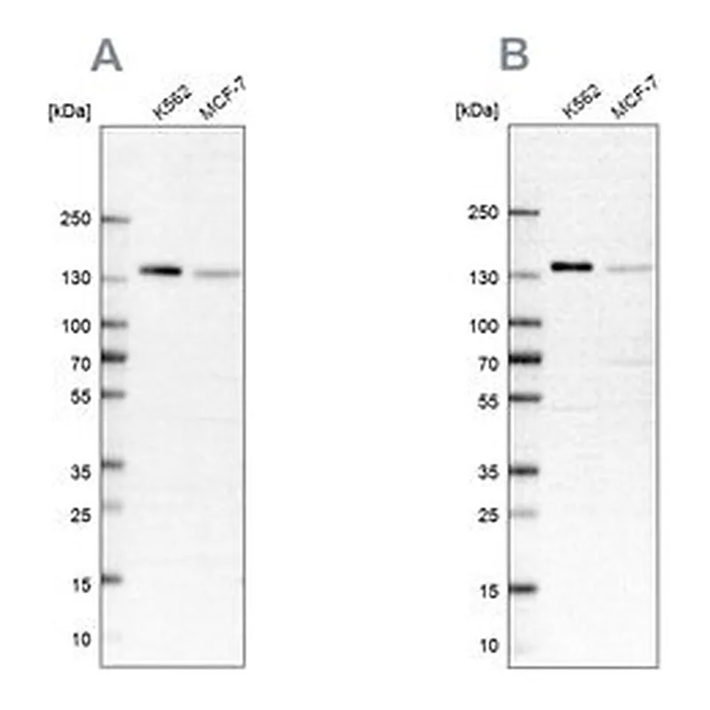 Merck Anti-PRPF40A antibody produced in rabbit