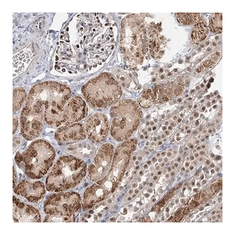 Merck Anti-ADK antibody produced in rabbit