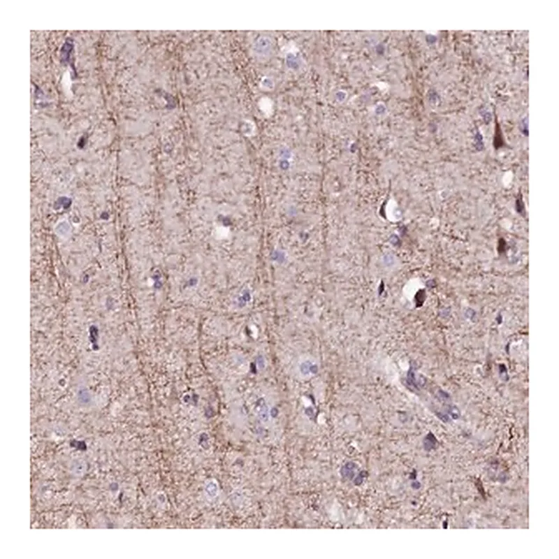 Merck Anti-FCHSD2 antibody produced in rabbit