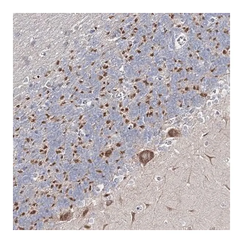 Merck Anti-ARHGAP32 antibody produced in rabbit