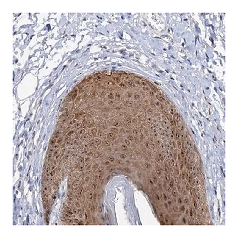 Merck Anti-C2CD3 antibody produced in rabbit