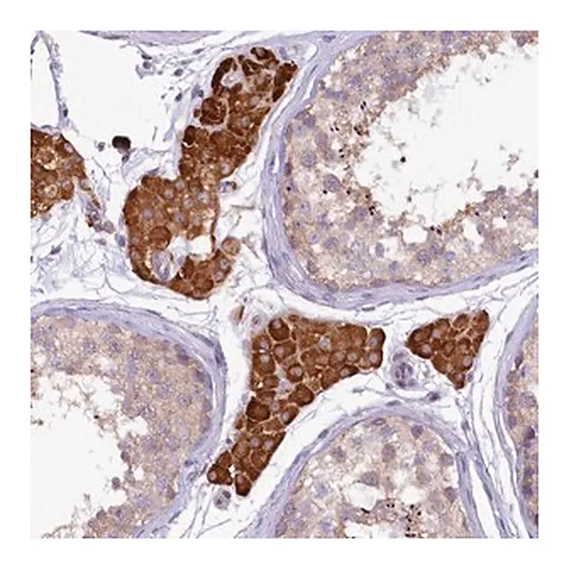 Merck Anti-CEP295 antibody produced in rabbit