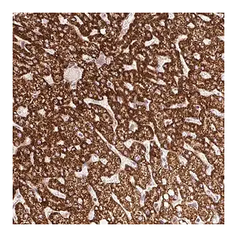 Merck Anti-ISCU antibody produced in rabbit