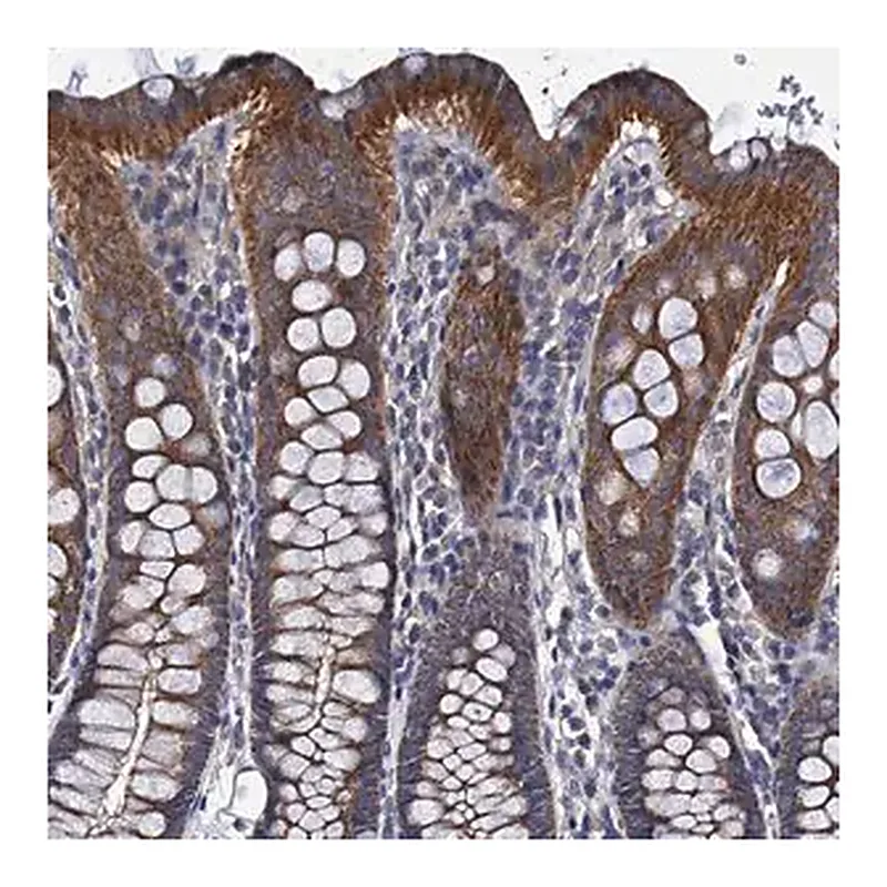 Merck Anti-CEP295 antibody produced in rabbit