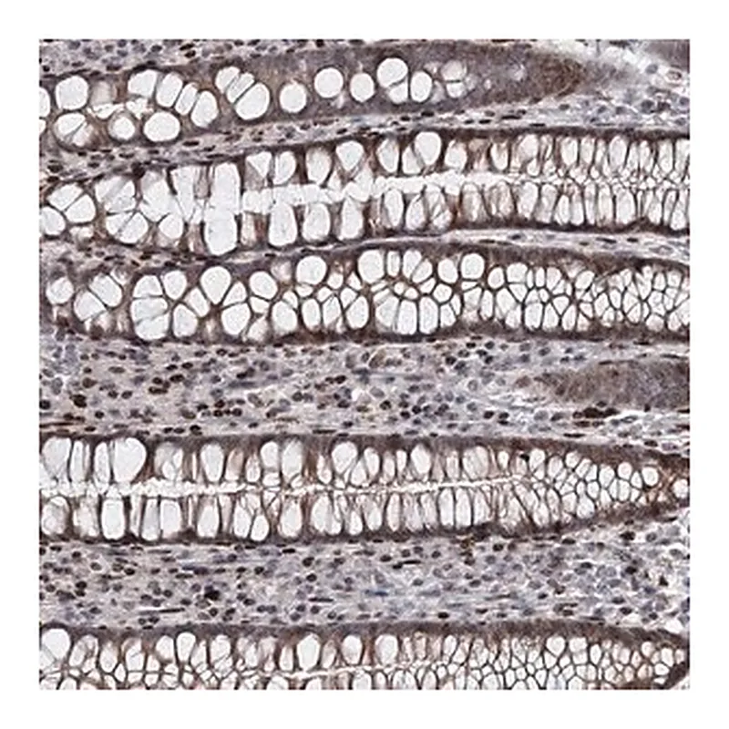 Merck Anti-ITFG2 antibody produced in rabbit
