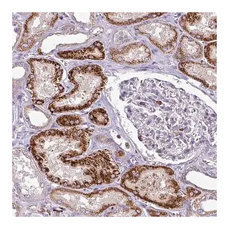 Merck Anti-NEDD9 antibody produced in rabbit