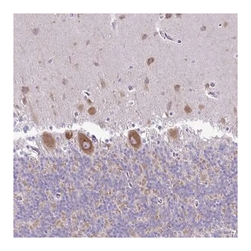 Merck Anti-PELI3 antibody produced in rabbit