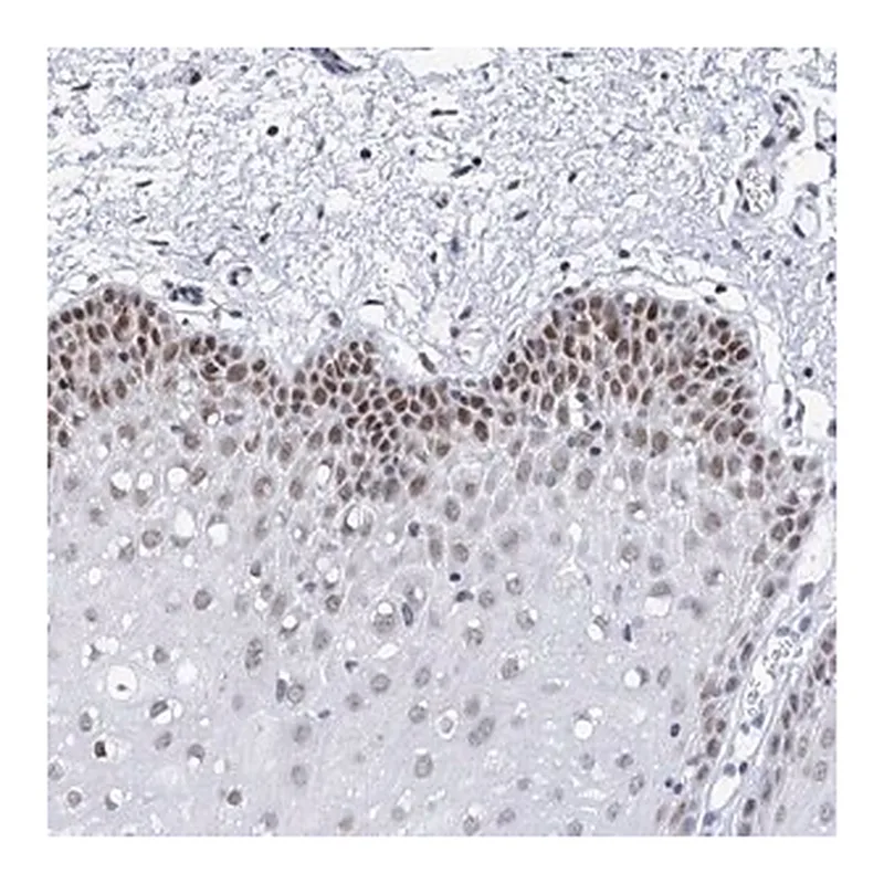Merck Anti-SPATS2 antibody produced in rabbit