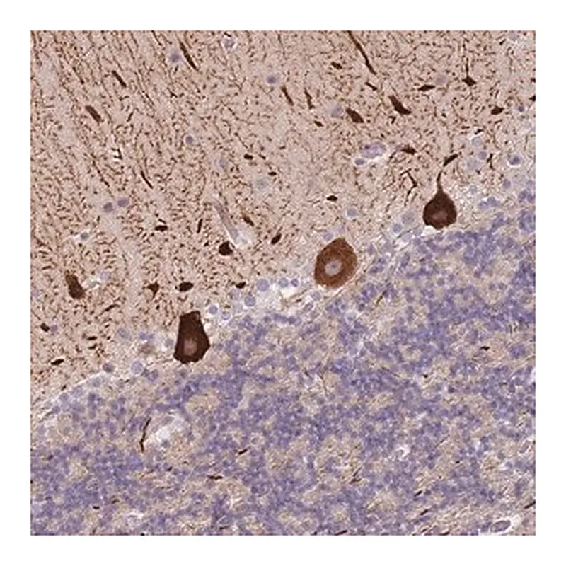 Merck Anti-ANKRD10 antibody produced in rabbit