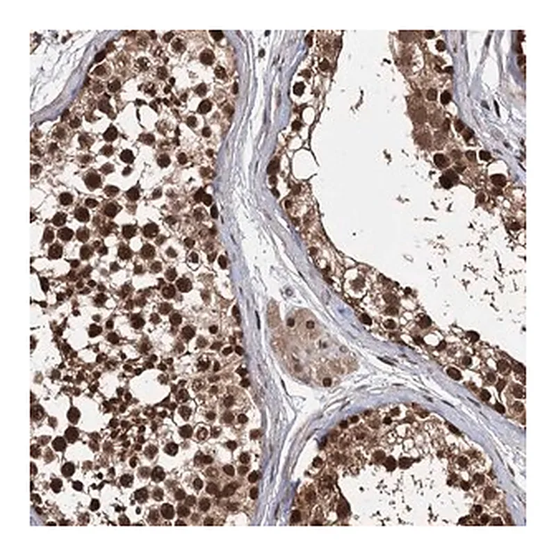 Merck Anti-C12orf10 antibody produced in rabbit