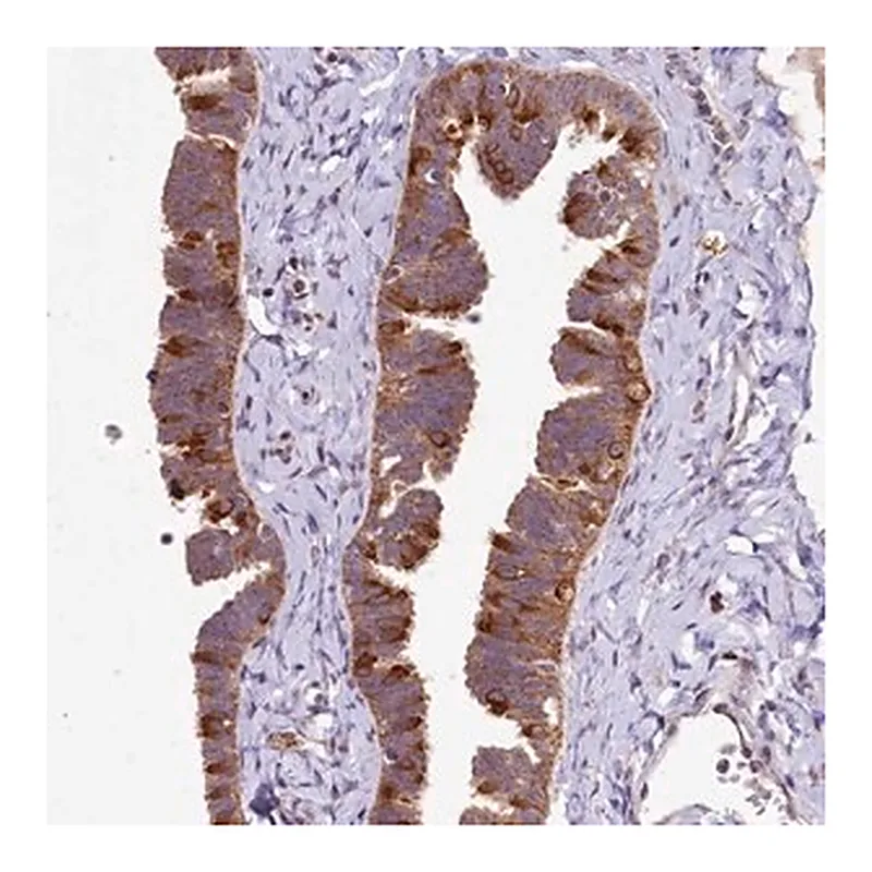 Merck Anti-DYNC2H1 antibody produced in rabbit
