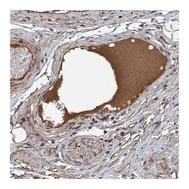 Merck Anti-C14orf80 antibody produced in rabbit