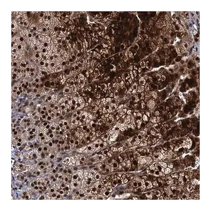 Merck Anti-MBD6 antibody produced in rabbit