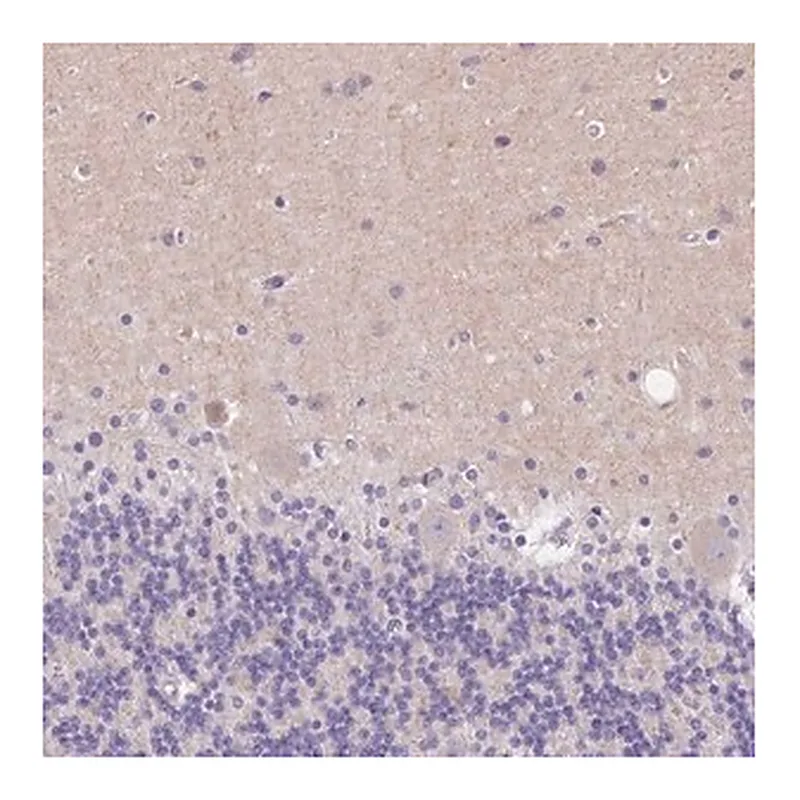 Merck Anti-SSTR4 antibody produced in rabbit