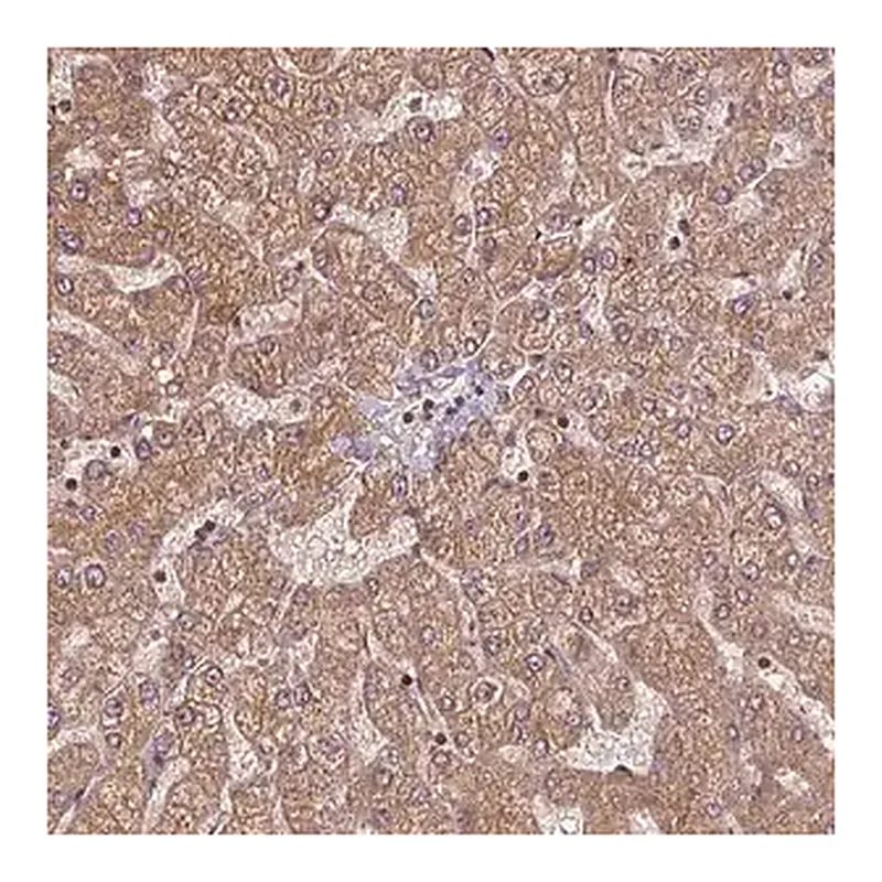 Merck Anti-SEC14L2 antibody produced in rabbit