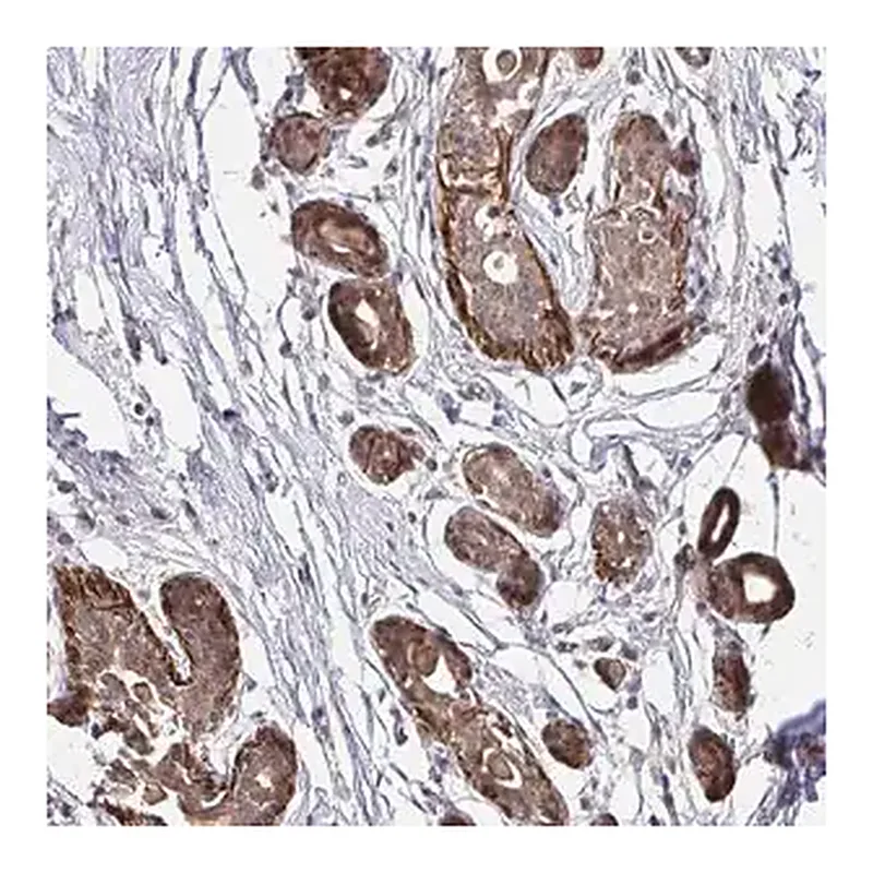 Merck Anti-YAP1 antibody produced in rabbit