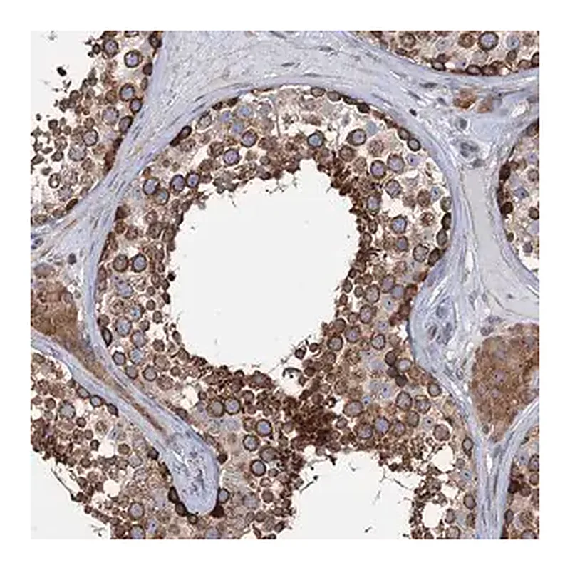 Merck Anti-PTDSS2 antibody produced in rabbit