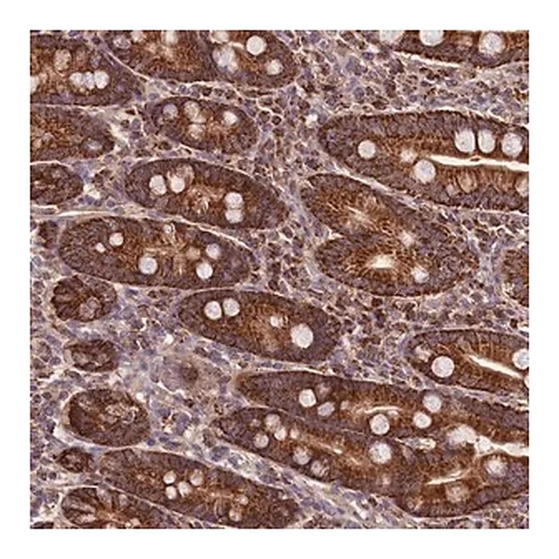 Merck Anti-NUDT15 antibody produced in rabbit