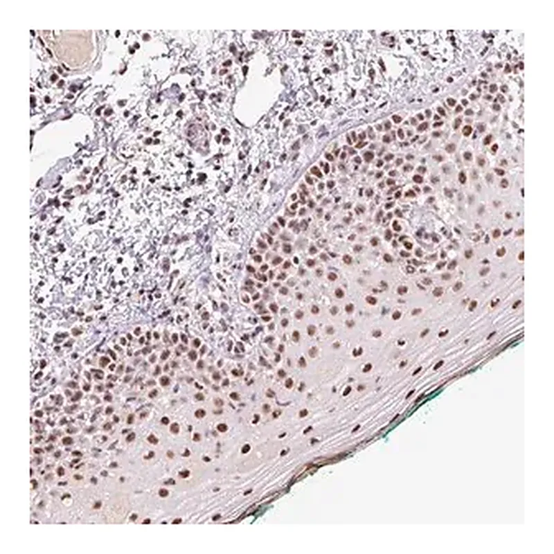 Merck Anti-DPPA5 antibody produced in rabbit