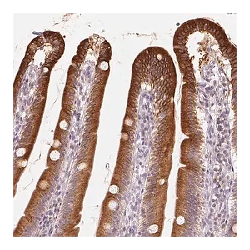 Merck Anti-TMSB15B antibody produced in rabbit