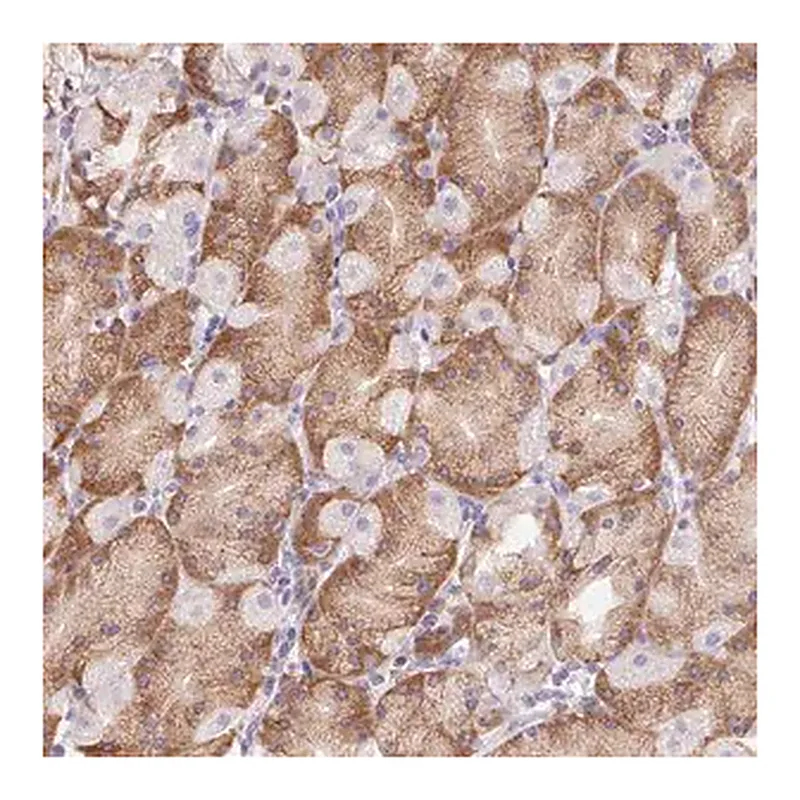 Merck Anti-ADAM8 antibody produced in rabbit