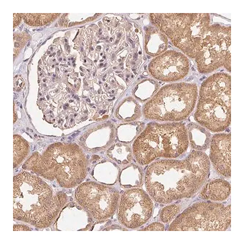 Merck Anti-REV3L antibody produced in rabbit