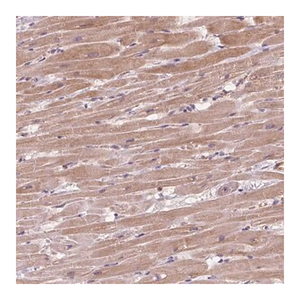 Merck Anti-KCNK15 antibody produced in rabbit