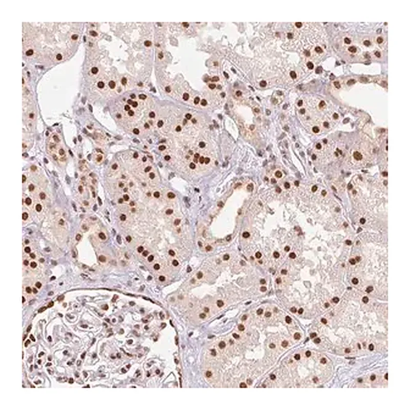 Merck Anti-RTP4 antibody produced in rabbit
