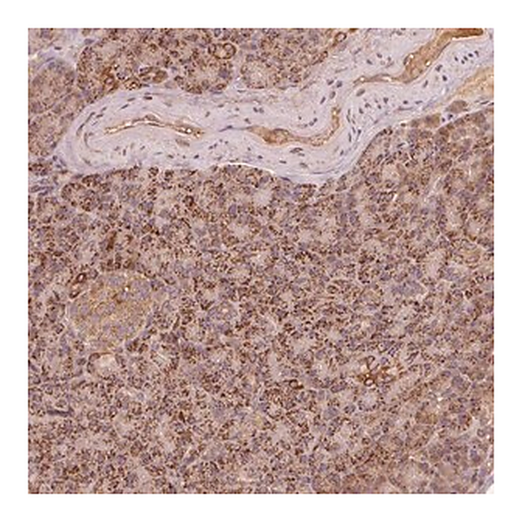 Merck Anti-RIC3 antibody produced in rabbit