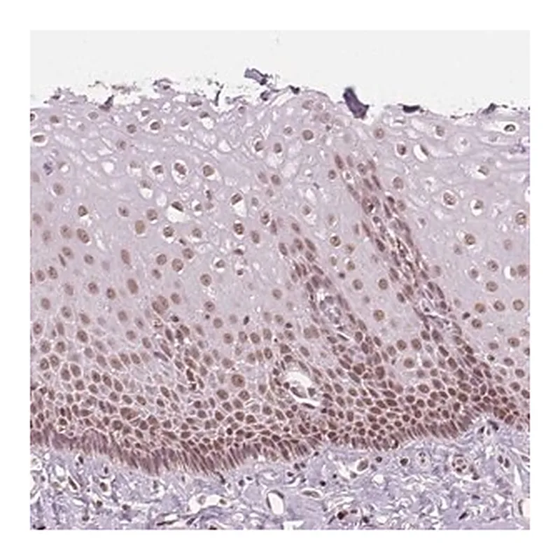 Merck Anti-DPM2 antibody produced in rabbit