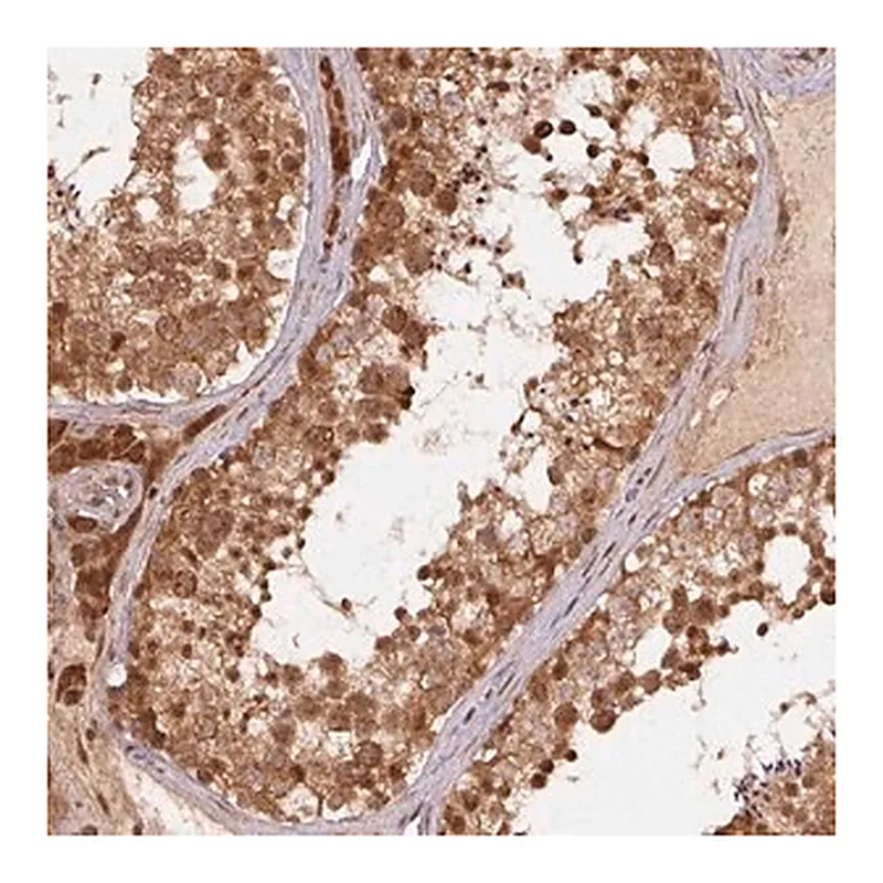 Merck Anti-TREML4 antibody produced in rabbit