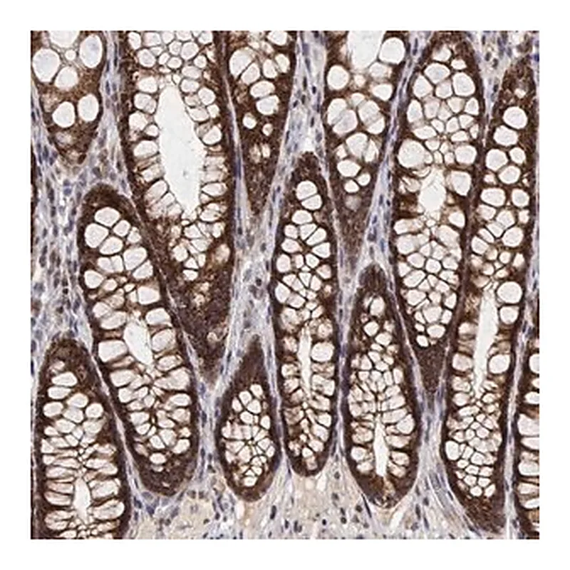 Merck Anti-GADD45GIP1 antibody produced in rabbit