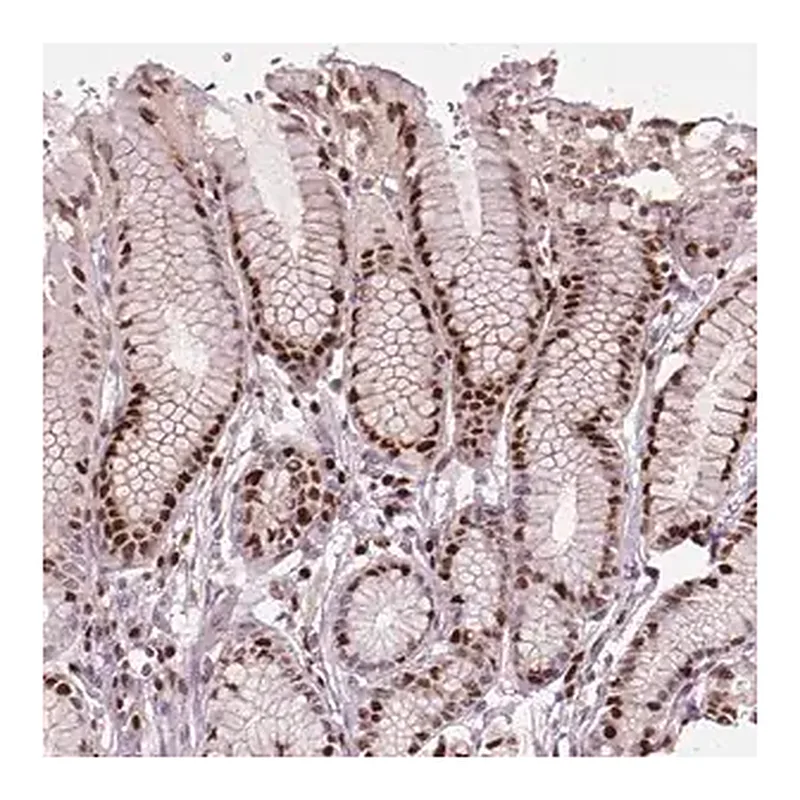 Merck Anti-CEBPA antibody produced in rabbit