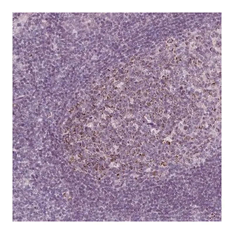 Merck Anti-IL17C antibody produced in rabbit