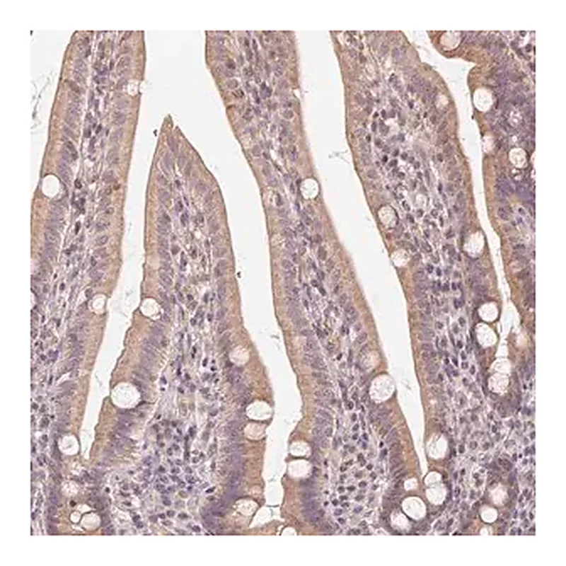 Merck Anti-NCOA4 antibody produced in rabbit