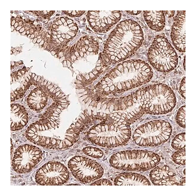 Merck Anti-URM1 antibody produced in rabbit