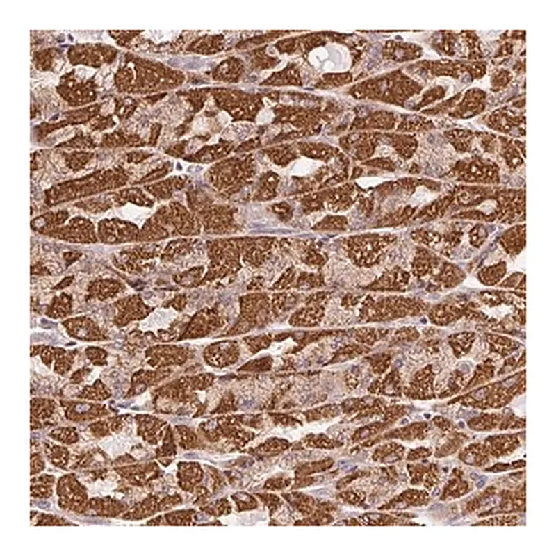 Merck Anti-CLASP1 antibody produced in rabbit