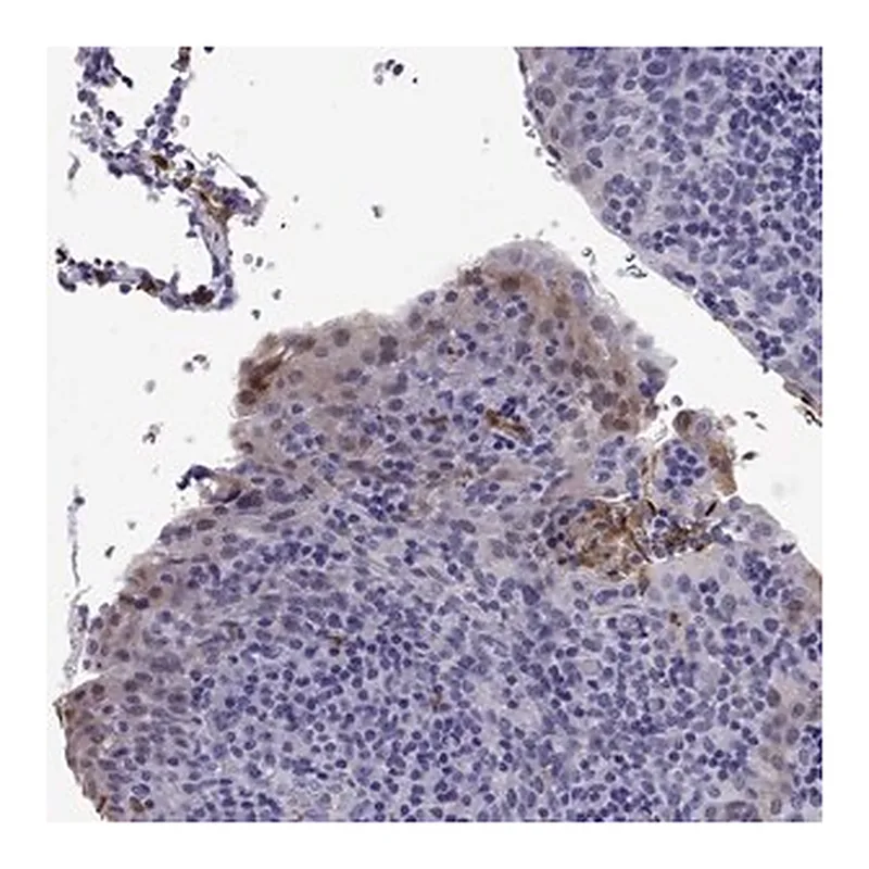 Merck Anti-DOK5 antibody produced in rabbit