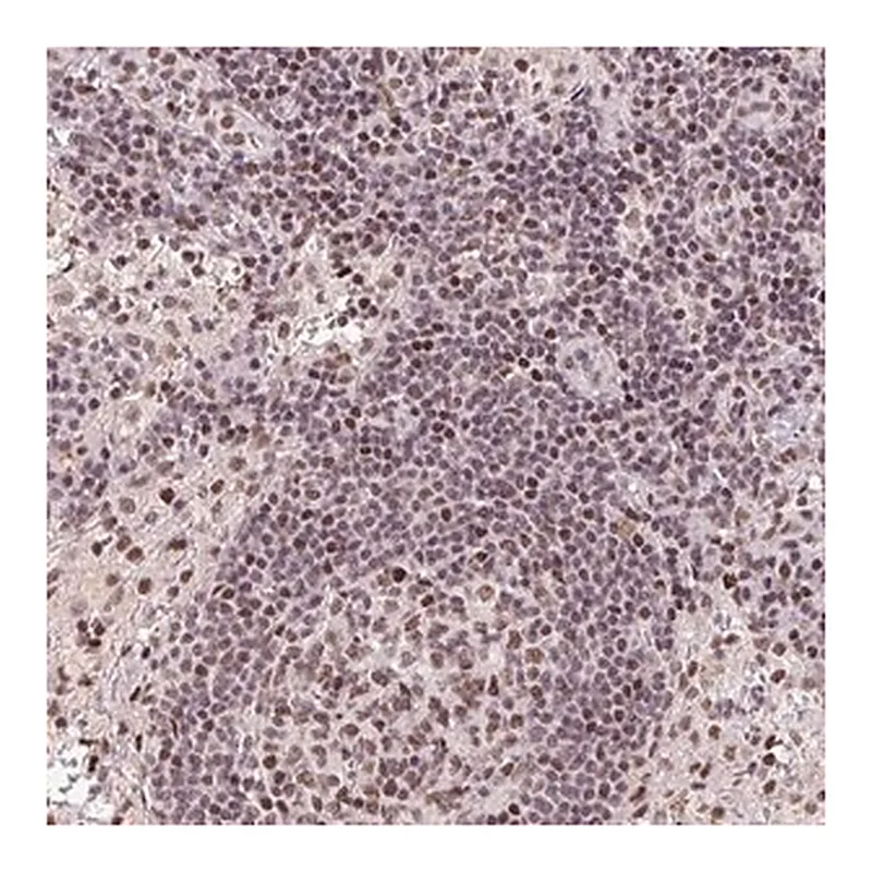 Merck Anti-LDLRAD4 antibody produced in rabbit