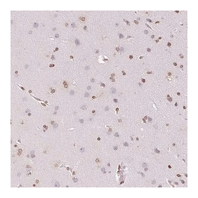Merck Anti-SMIM12 antibody produced in rabbit