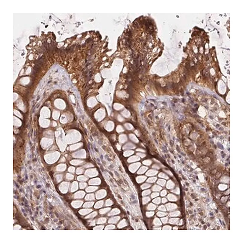 Merck Anti-MEX3D antibody produced in rabbit