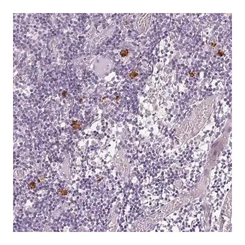 Merck Anti-CXCL5 antibody produced in rabbit