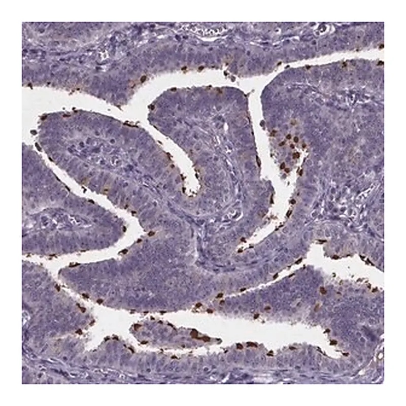Merck Anti-NPHP4 antibody produced in rabbit